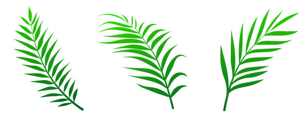 Green palm leaves set isolated on white background - obrazy, fototapety, plakaty