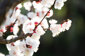 Cherry tree branches with beautiful flowers in spring