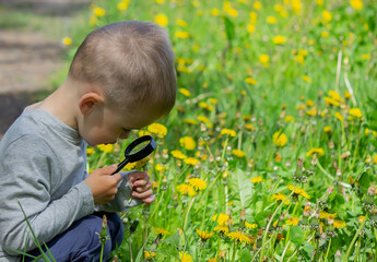 The child examines the flower in a magnifying glass. Selective focus