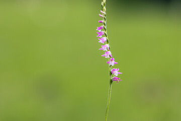 Spiranthes sinensis