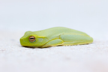 Dainty or Graceful Tree Frog (Litoria gracilenta) on light coloured stone. Bogangar, NSW, Australia.