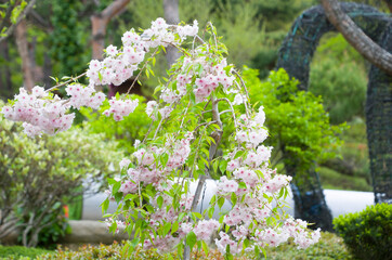 나의  소중한  봄날