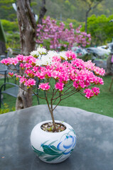 나의  소중한  봄날