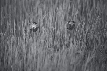 Blooming black tulips on a field of grass in spring; black and white photo. Illustration of grief or funeral flowers.

