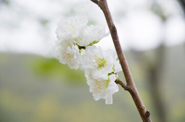 어느 봄날에 찍어본 화려한  전령사!!!