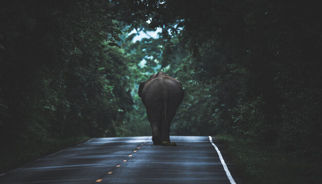 Wild Asian Elephant walking, lay down on the ground, relaxing on the grass flield. Khao Yai Nature Park, Thailand. wild aminal