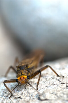 Freshly Hatched Stonefly