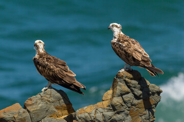 Pair of eastern osprey (Pandion haliaetus) on the edge of a headland overlooking the ocean. Bogangar, NSW, Australia.