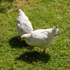 Light Sussex chickens, Hampshire, England, United Kingdom
