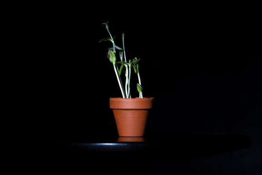 Une jeune pousse de Tournesol