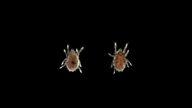 mite (acari) Oribatida under microscope, family Hermanniellidae. Are saprophago, scavengers, some species of predators, order Sarcoptiformes. Lives in soil