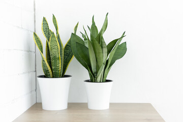 Various types of Sansevieria plants in modern pots on a wooden table against a white wall background. Home plant Sansevieria trifa. Home gardening concept.