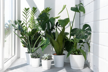 A collection of different house plants: cacti, succulents, monstera deliciosa, spathiphyllum in the sun against the background of a brick white wall. Home plants in a modern interior.