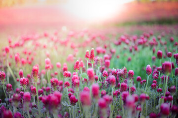 Obraz na płótnie Canvas Blooming fields of red crimson clover - Trifolium incarnatum, summer meadow landscape