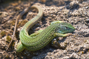 European green lizard Lacerta viridis on the tree; color photo. No.1.