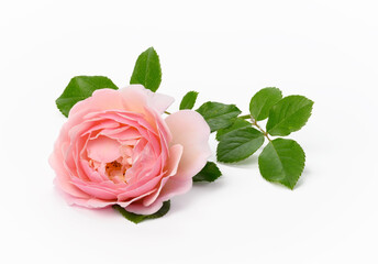 blooming pink rose bud with green leaves on a white background, beautiful flower