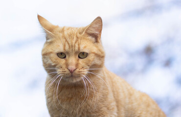 Portrait of beautiful reddish cat looking at camera outside