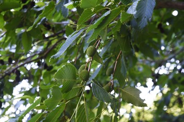 Alnus sieboldiana fruits. Betulaceae deciduous tree.