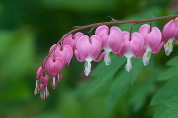 Flowers of a bleeding heart Dicentra