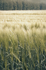 Wheat field cross section before harvest in summer light. Color illustration photo of wheat cultivation or agriculture, agronomy.
