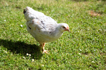 Young Light Sussex chicken, Hampshire, England , United Kingdom.