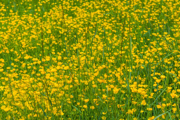 many small yellow flowers on a meadow, out of focus, artfully abstract, many Ranunculus acris flowers