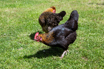 Bantam chicken, Hampshire, England, United Kingdom
