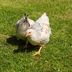 Light Sussex backyard domestic chickens, Hampshire, England, United Kingdom.