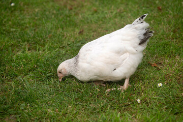 Young light Sussex Chicken, Hampshire, England, United Kingdom.