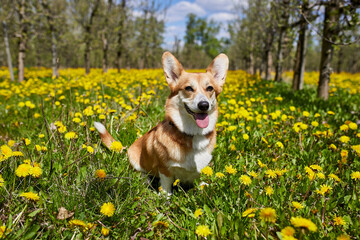 Happy Welsh Corgi Pembroke dog sitting in yellow dandelions field in the grass smiling in spring