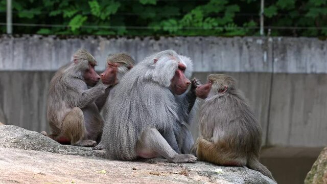 The hamadryas baboon, Papio hamadryas is a species of baboon