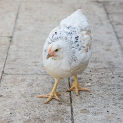 Young Light Sussex chicken, Hampshire, England , United Kingdom.