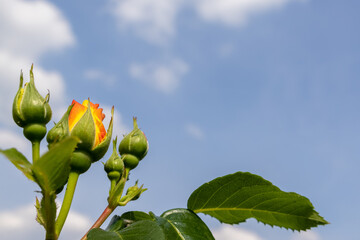 Yellow rose and buds against a blue sky