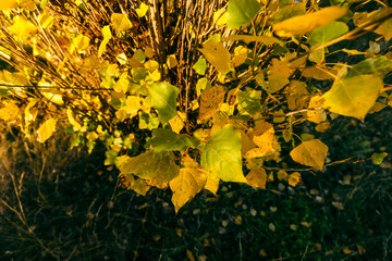 Beautiful vibrant yellow leaves in autumn drenched in golden afternoon sunlight in the australian bush