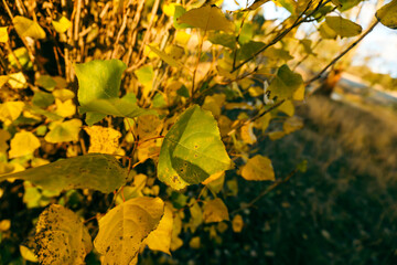 Beautiful vibrant yellow leaves in autumn drenched in golden afternoon sunlight in the australian bush