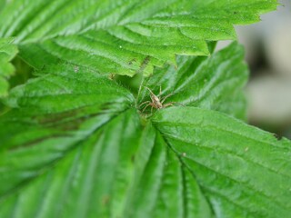 spider on leaf
