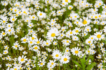 Fototapeta premium Chamomile flowers on a meadow in summer. Beautiful background with Chamomiles