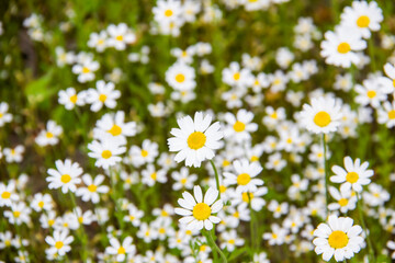 Chamomile flowers on a meadow in summer. Beautiful background with Chamomiles