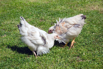 Light Sussex backyard domestic chickens, Hampshire, England, United Kingdom.