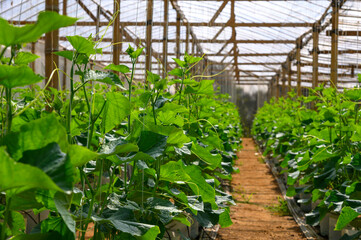 Growing indoor plants in greenhouses