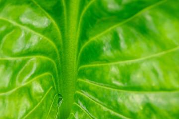 Green leaf of a Fragant Plantain Lily, abstract background