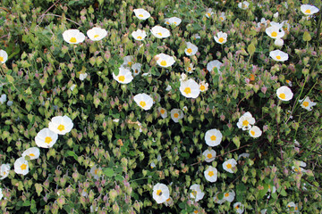 Colonia di fiori e boccioli di Cisto Cistus bianco con verde
