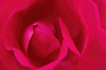 Macro of a red flower, studio shot