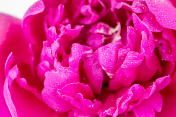 Close up of a purple Chinese peony flower