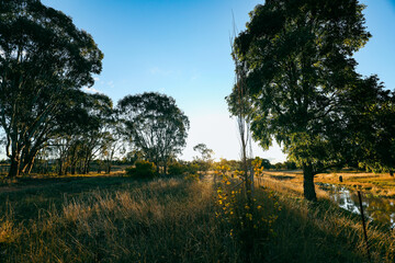 Late afternoon in the Australian bush enveloped in golden light