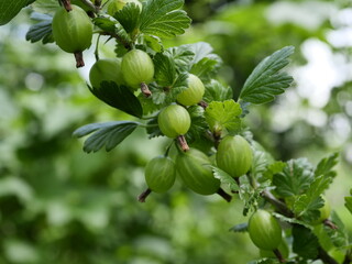 green gooseberries on a branch