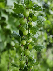 gooseberries on a branch