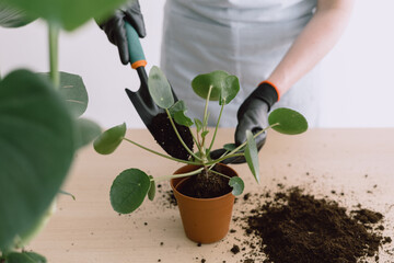 Girl gardener replanting green Pilea Peperomioides plant
