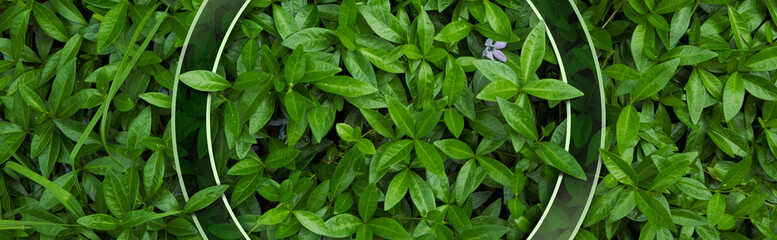 Frame for natural background from juicy green leves with drops after rain.