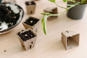 Many biodegradable peat pots with seeds on table